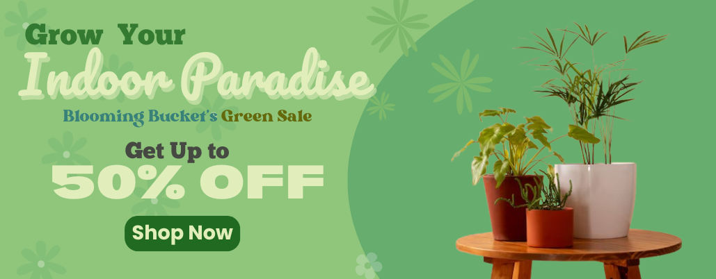 Best Indoor Plants buy at 50% off