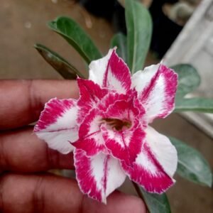 High-bloomer-adenium-Rosey-VERAITY